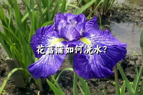 花菖蒲如何浇水？