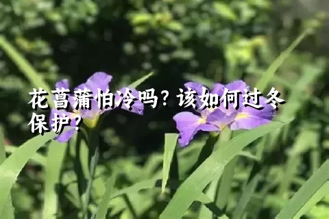 花菖蒲怕冷吗？该如何过冬保护？