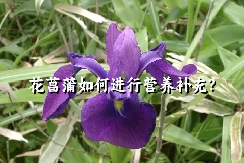 花菖蒲如何进行营养补充？