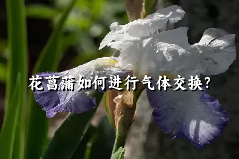 花菖蒲如何进行气体交换？