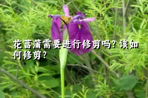 花菖蒲需要进行修剪吗？该如何修剪？