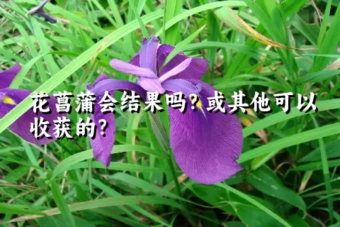 花菖蒲会结果吗？或其他可以收获的？