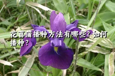 花菖蒲播种方法有哪些？如何播种？