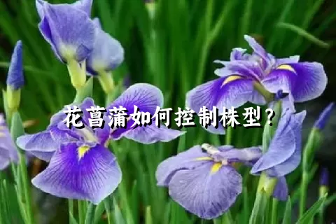 花菖蒲如何控制株型？