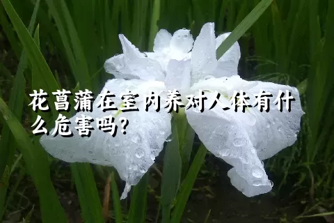 花菖蒲在室内养对人体有什么危害吗？