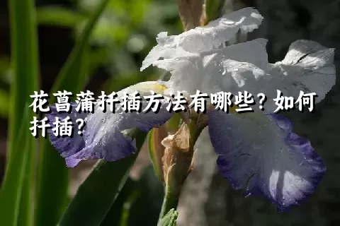 花菖蒲扦插方法有哪些？如何扦插？