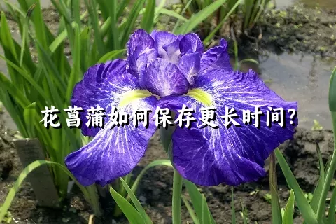 花菖蒲如何保存更长时间？