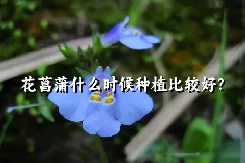 花菖蒲什么时候种植比较好？