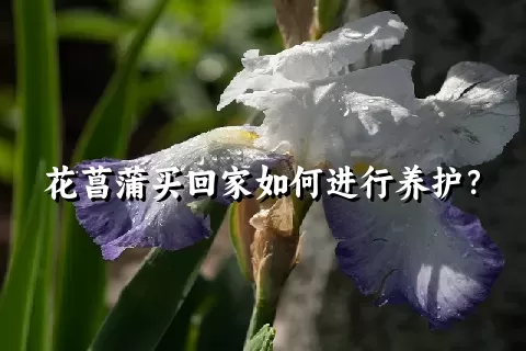 花菖蒲买回家如何进行养护？