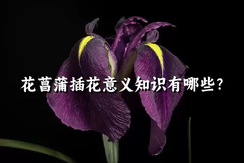 花菖蒲插花意义知识有哪些？