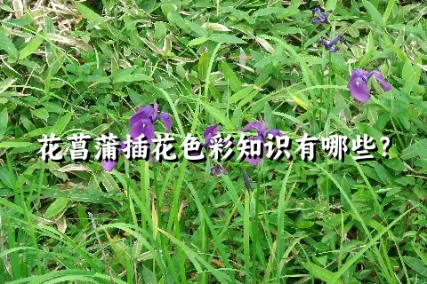 花菖蒲插花色彩知识有哪些？