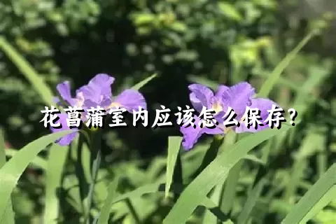 花菖蒲室内应该怎么保存？