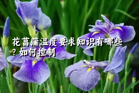 花菖蒲温度要求知识有哪些？如何控制