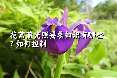 花菖蒲光照要求知识有哪些？如何控制