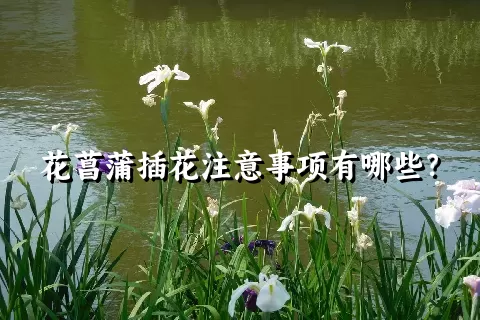 花菖蒲插花注意事项有哪些？