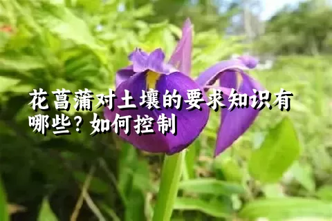 花菖蒲对土壤的要求知识有哪些？如何控制