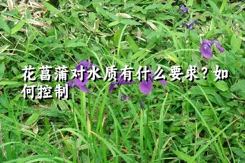 花菖蒲对水质有什么要求？如何控制