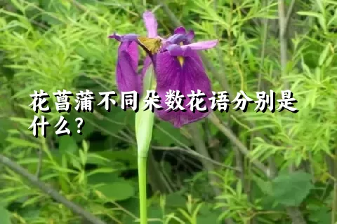 花菖蒲不同朵数花语分别是什么？