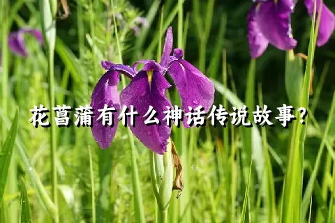 花菖蒲有什么神话传说故事？