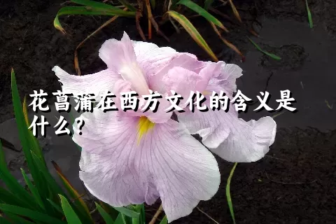 花菖蒲在西方文化的含义是什么？