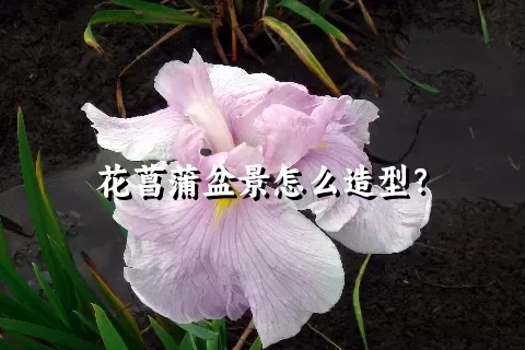 花菖蒲盆景怎么造型？