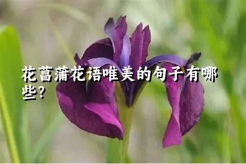 花菖蒲花语唯美的句子有哪些？