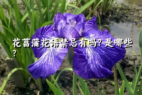 花菖蒲花语禁忌有吗？是哪些？