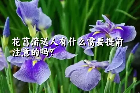 花菖蒲送人有什么需要提前注意的吗？