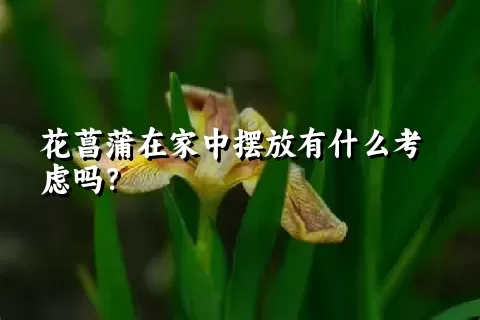 花菖蒲在家中摆放有什么考虑吗？