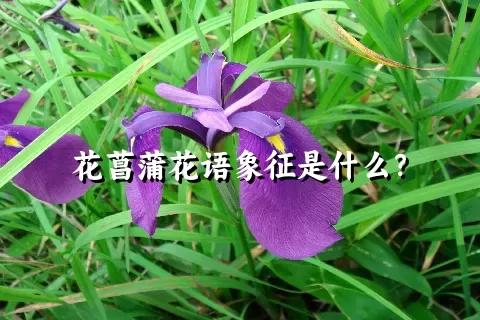 花菖蒲花语象征是什么？