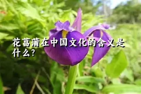 花菖蒲在中国文化的含义是什么？