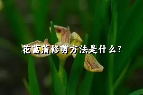 花菖蒲修剪方法是什么？