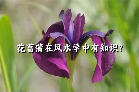 花菖蒲在风水学中有知识？