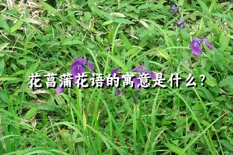 花菖蒲花语的寓意是什么？