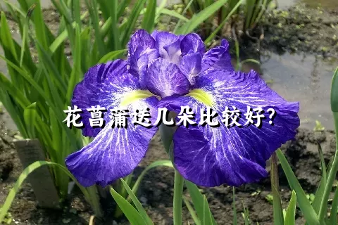 花菖蒲送几朵比较好？