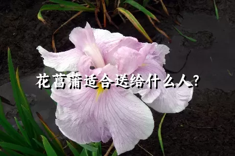 花菖蒲适合送给什么人？