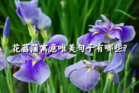 花菖蒲寓意唯美句子有哪些？