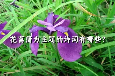 花菖蒲为主题的诗词有哪些？