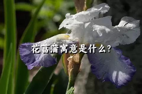 花菖蒲寓意是什么？