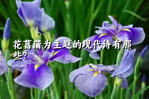 花菖蒲为主题的现代诗有那些？