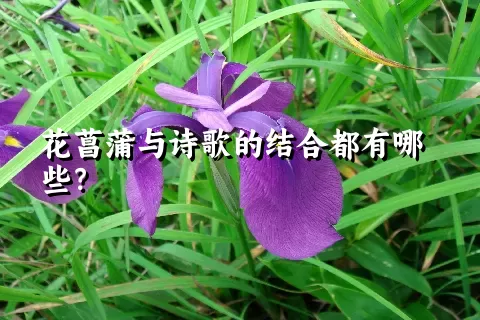 花菖蒲与诗歌的结合都有哪些？