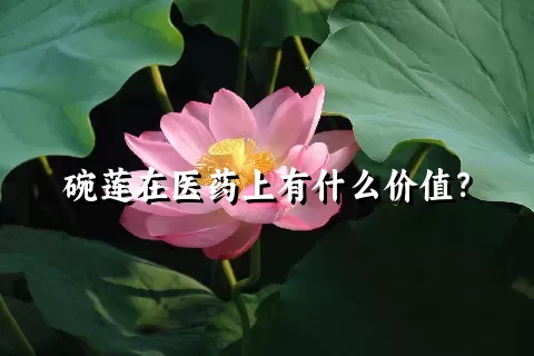 碗莲在医药上有什么价值？