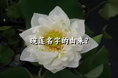 碗莲名字的由来？