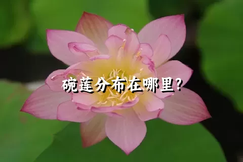 碗莲分布在哪里?