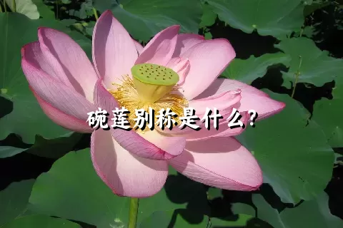 碗莲别称是什么？