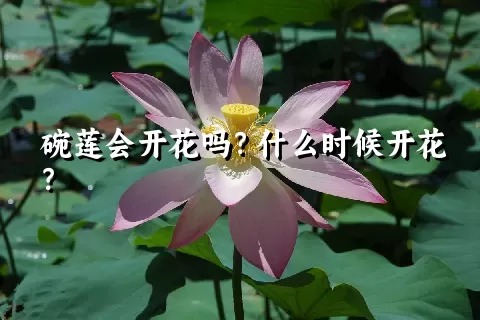 碗莲会开花吗？什么时候开花？