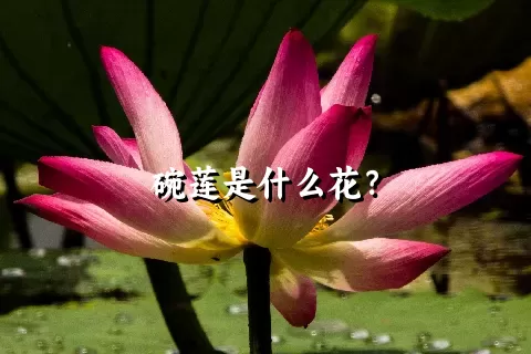 碗莲是什么花？