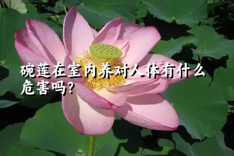 碗莲在室内养对人体有什么危害吗？