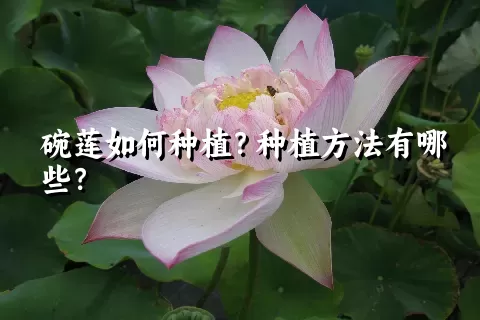 碗莲如何种植？种植方法有哪些？