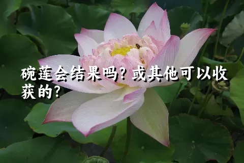 碗莲会结果吗？或其他可以收获的？